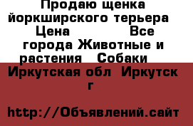 Продаю щенка йоркширского терьера  › Цена ­ 20 000 - Все города Животные и растения » Собаки   . Иркутская обл.,Иркутск г.